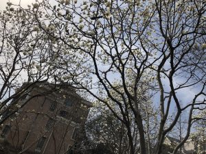 shanghai magnolia tree