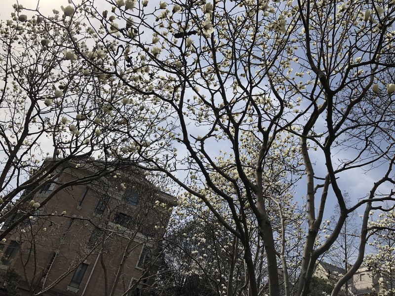 shanghai magnolia tree