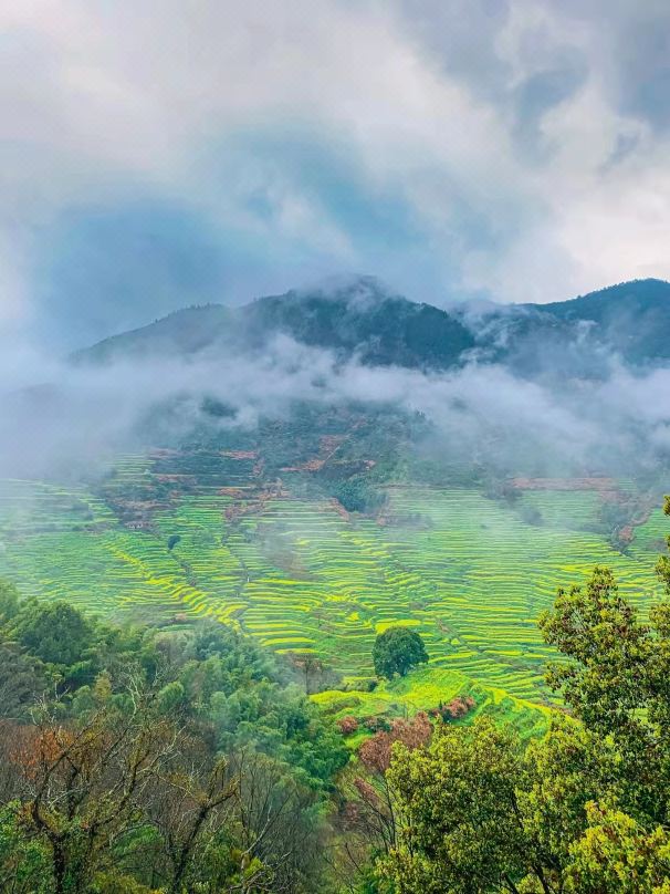 Terraced Field Flower Sea