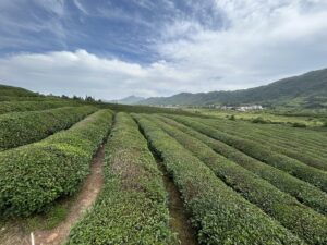 tea plantation